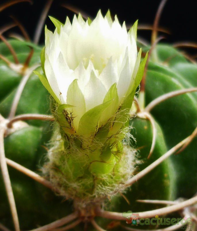 A photo of Echinopsis tegeleriana fma. albiflora