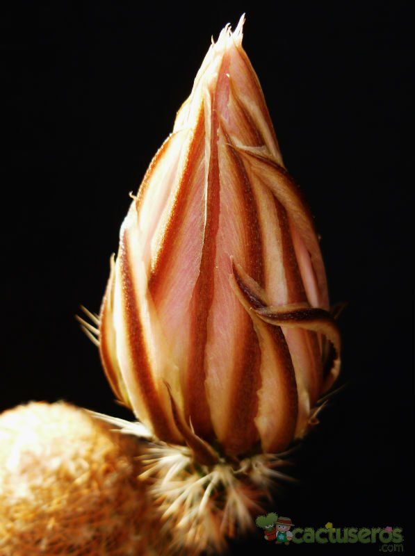 A photo of Echinocereus pectinatus