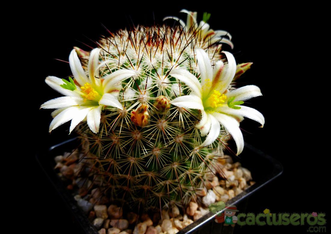 A photo of Mammillaria neopalmeri