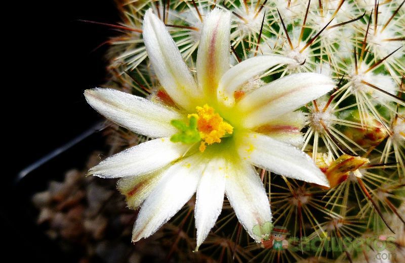 A photo of Mammillaria neopalmeri