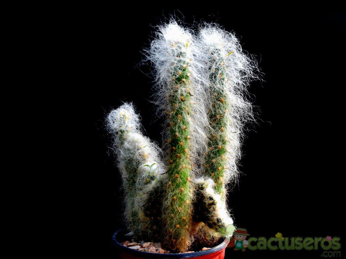 Una foto de Austrocylindropuntia vestita fma. crestada