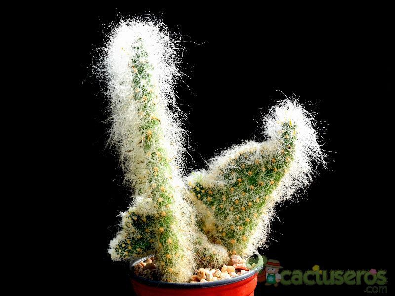 Una foto de Austrocylindropuntia vestita fma. crestada