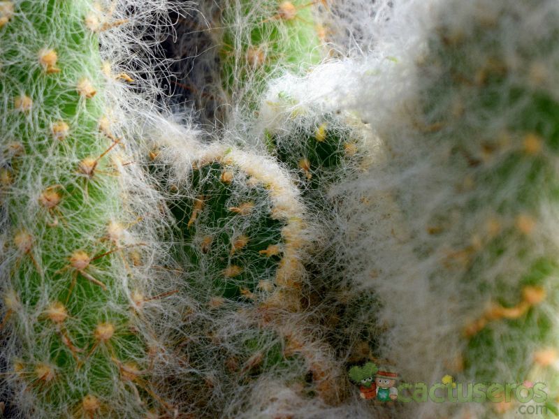 Una foto de Austrocylindropuntia vestita fma. crestada