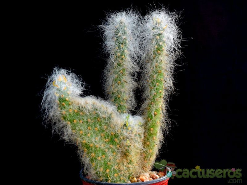 Una foto de Austrocylindropuntia vestita fma. crestada