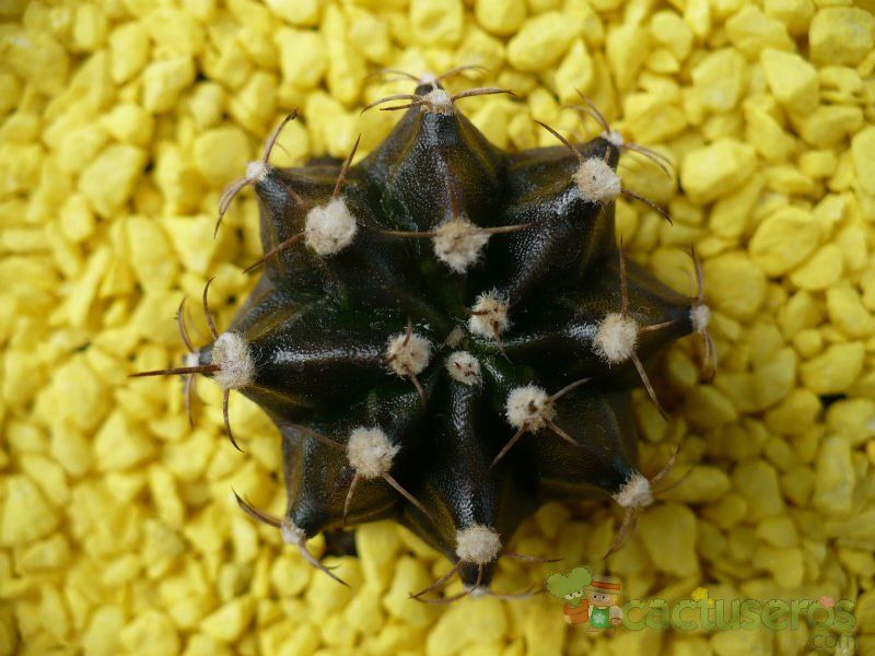Una foto de Gymnocalycium mihanovichii