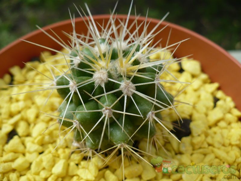 A photo of Echinocactus grusonii