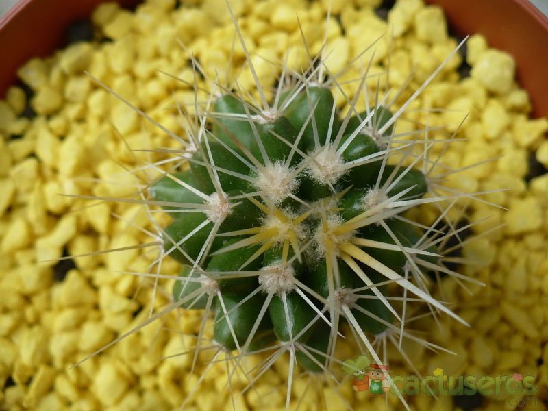A photo of Echinocactus grusonii