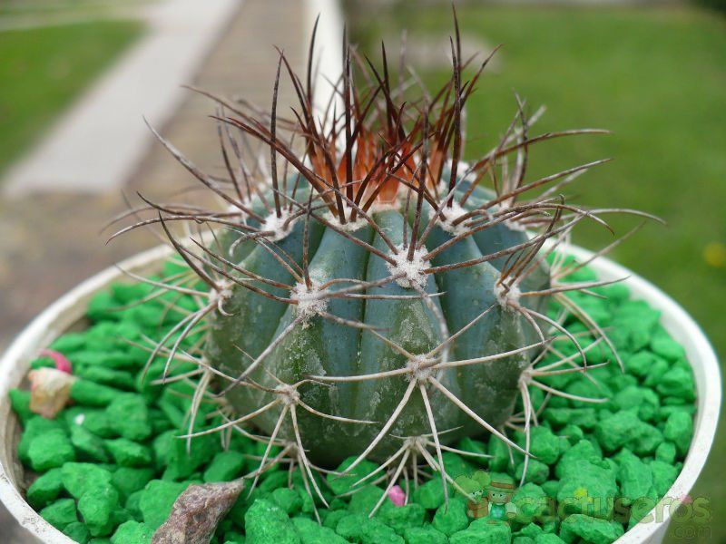A photo of Melocactus azureus