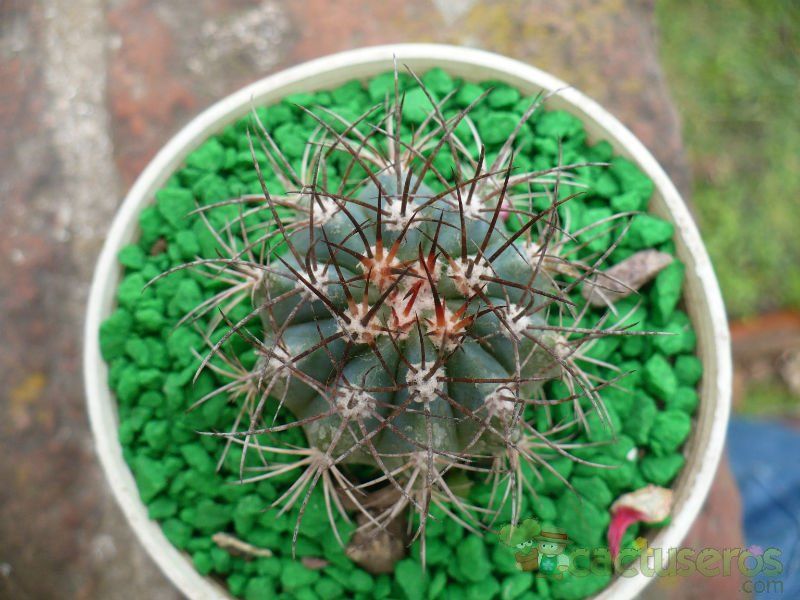 A photo of Melocactus azureus