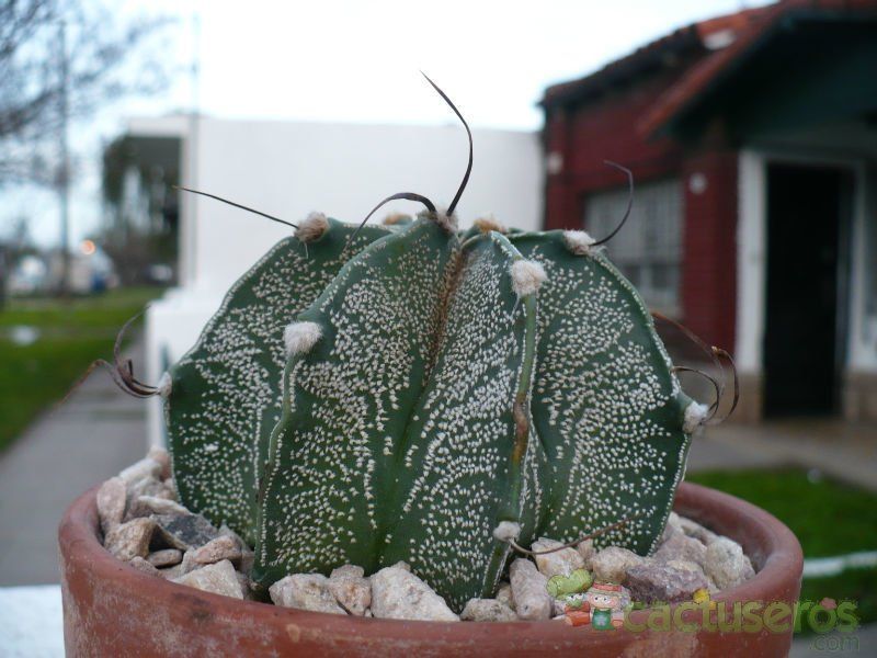 A photo of Astrophytum capricorne