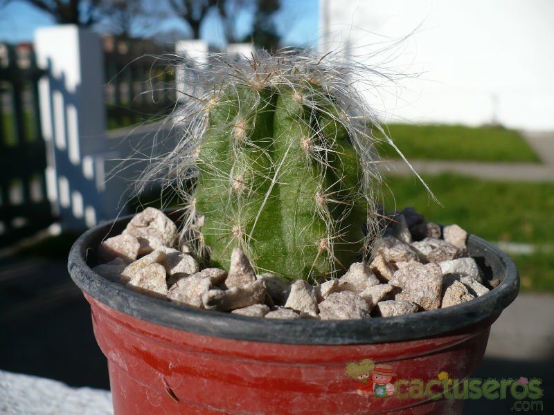 A photo of Oreocereus celsianus