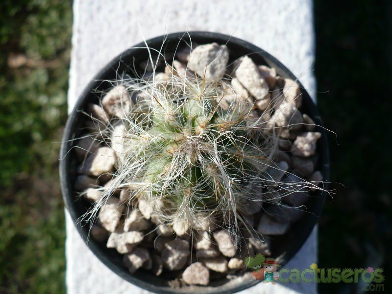 A photo of Oreocereus celsianus