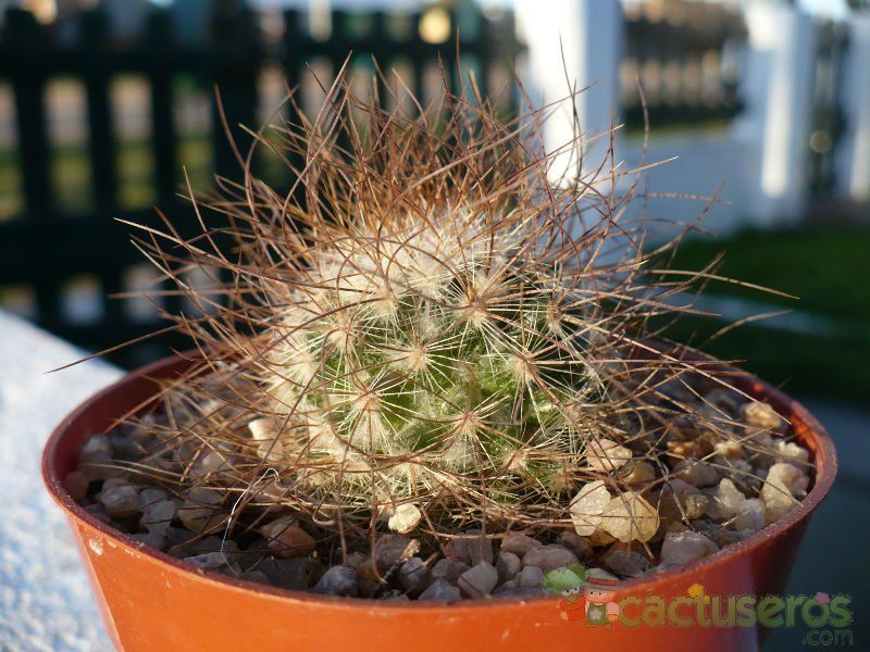 Una foto de Mammillaria rekoi subsp. leptacantha