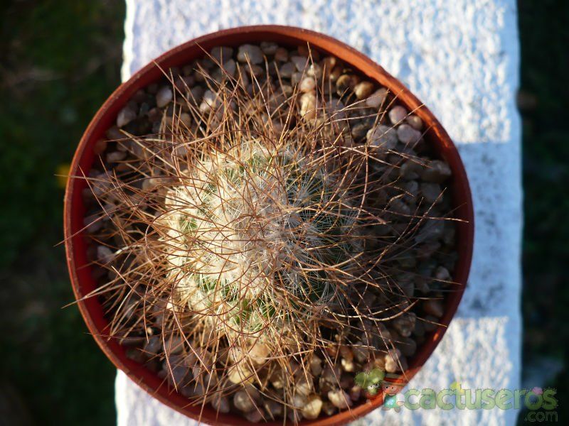 Una foto de Mammillaria rekoi subsp. leptacantha