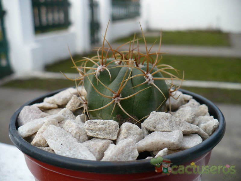A photo of Gymnocalycium ritterianum