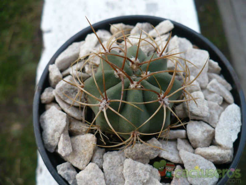 A photo of Gymnocalycium ritterianum