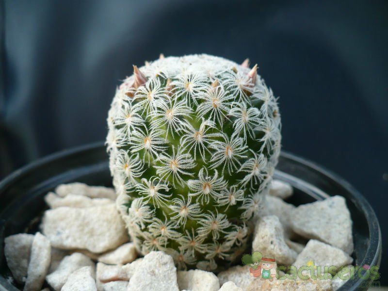 A photo of Mammillaria nana