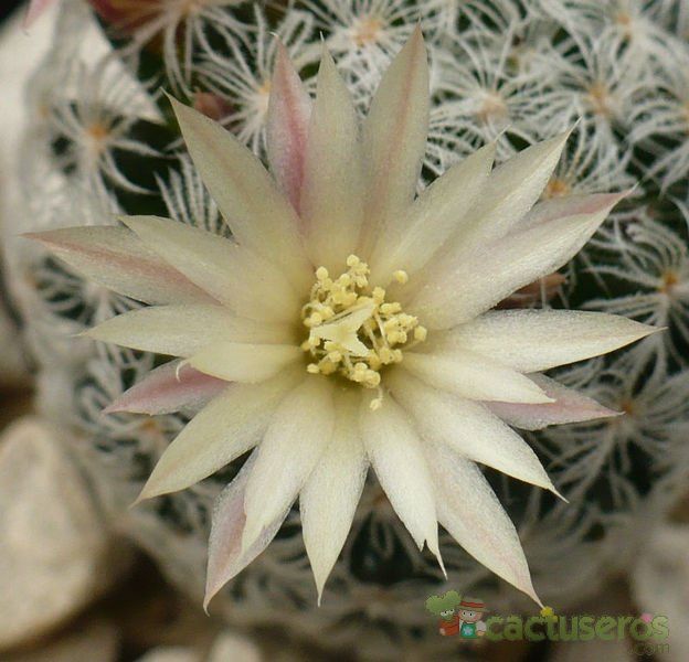 A photo of Mammillaria nana