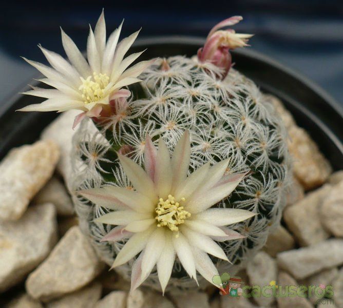 A photo of Mammillaria nana