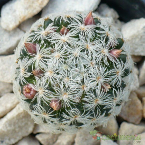 A photo of Mammillaria nana