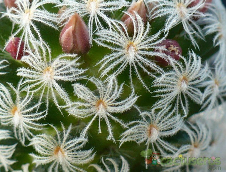 A photo of Mammillaria nana
