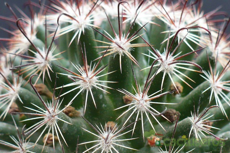 Una foto de Mammillaria duoformis