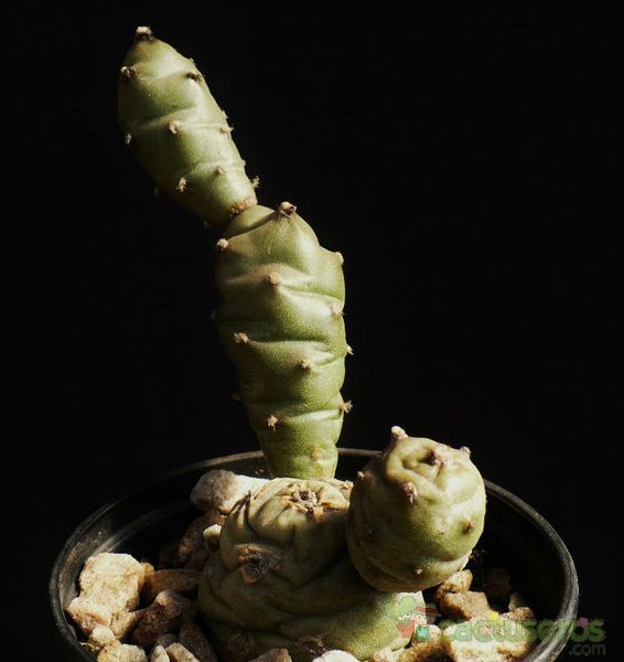 Una foto de Tephrocactus articulatus