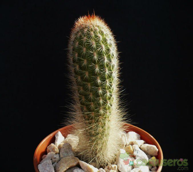 A photo of Espostoa lanata subsp. ruficeps