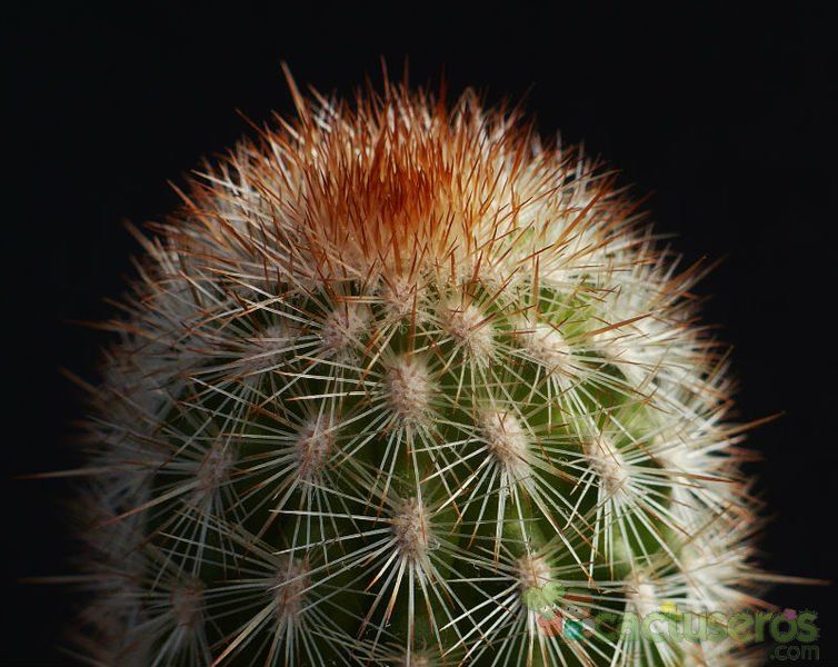 A photo of Espostoa lanata subsp. ruficeps