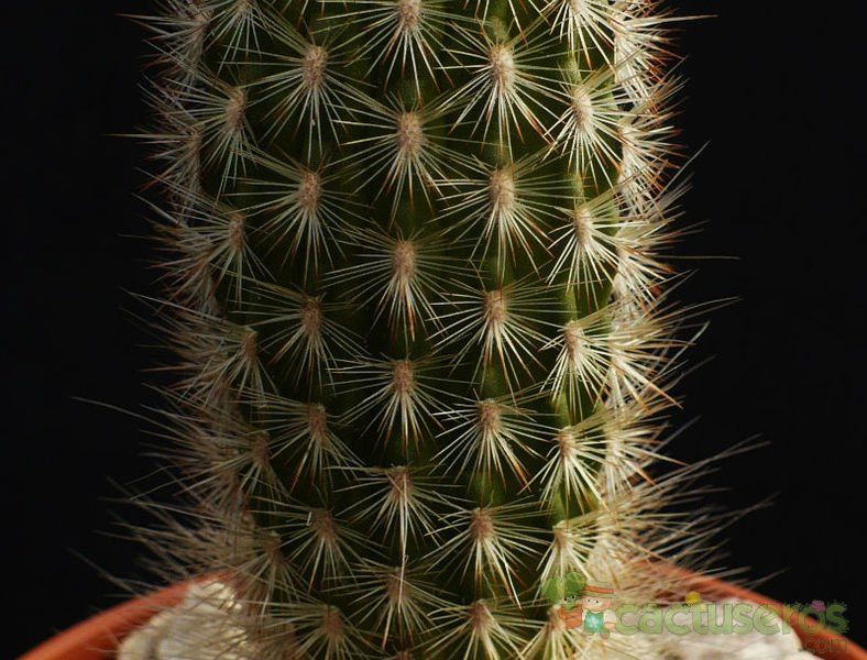 A photo of Espostoa lanata subsp. ruficeps