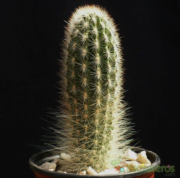 A photo of Espostoa lanata subsp. ruficeps