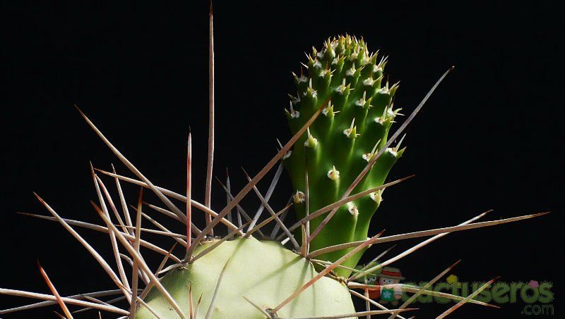 Una foto de Opuntia sulphurea