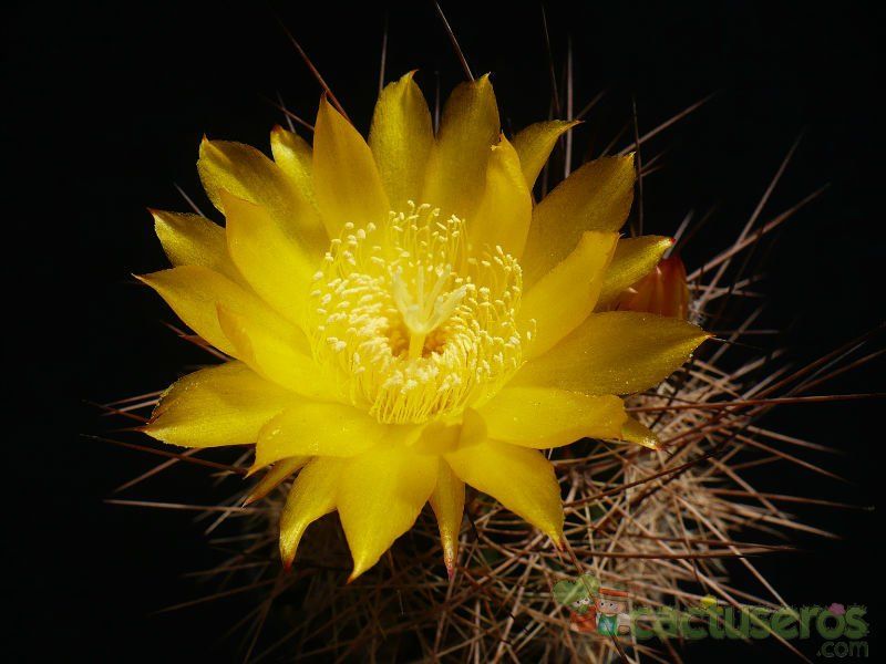 Una foto de Echinopsis formosa