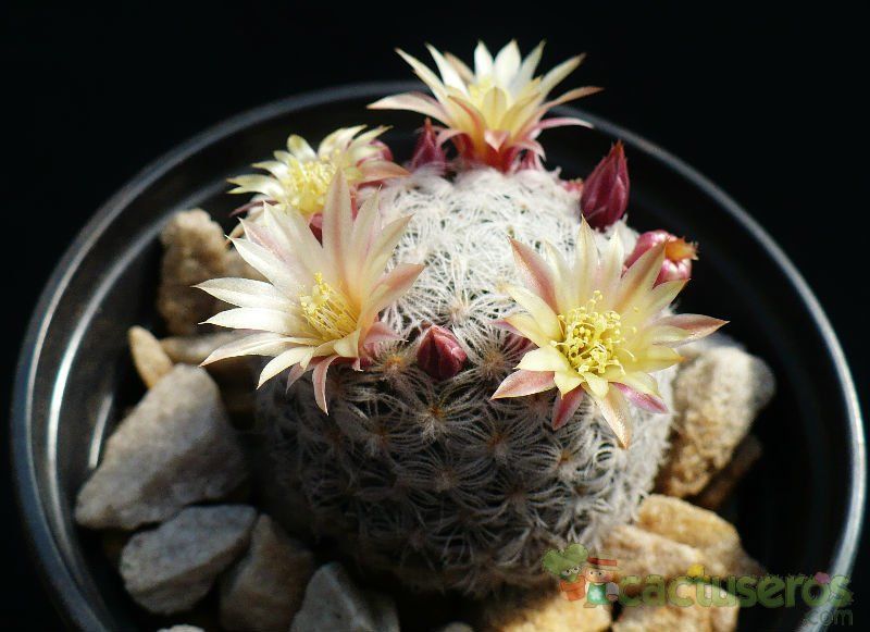 A photo of Mammillaria nana