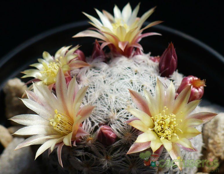 A photo of Mammillaria nana