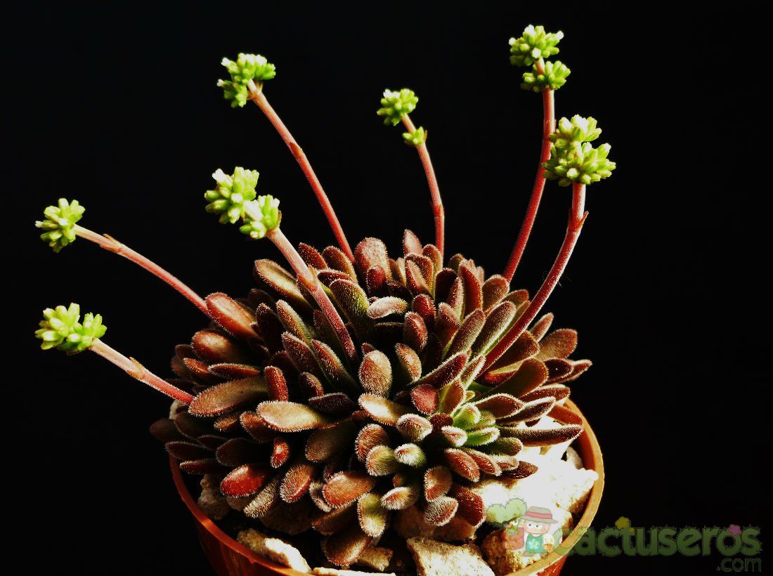 A photo of Crassula pubescens