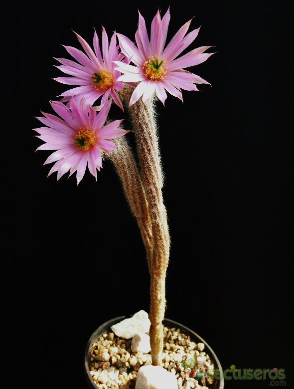 A photo of Echinocereus schmollii