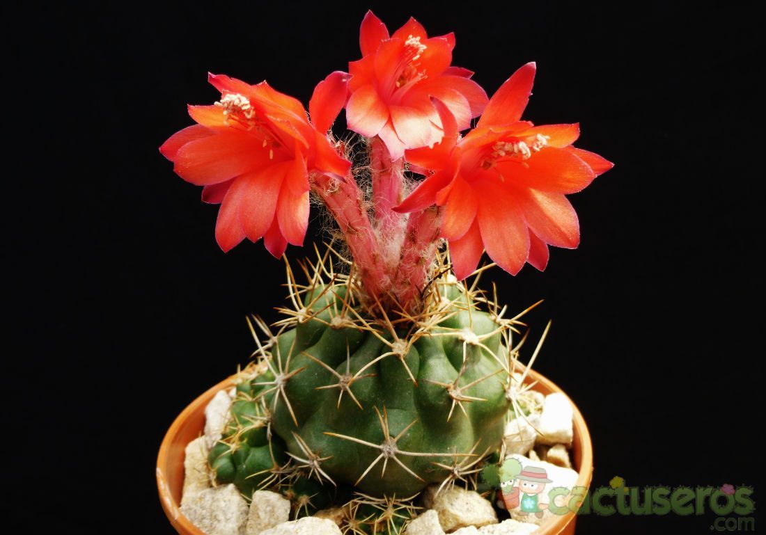 Una foto de Matucana paucicostata