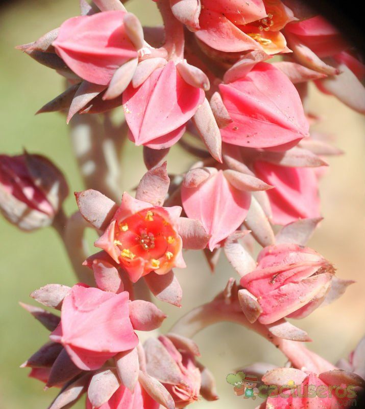 Una foto de Echeveria Painted Frills (E. shaviana Pink Frills x E. nodulosa) (HIBRIDO)
