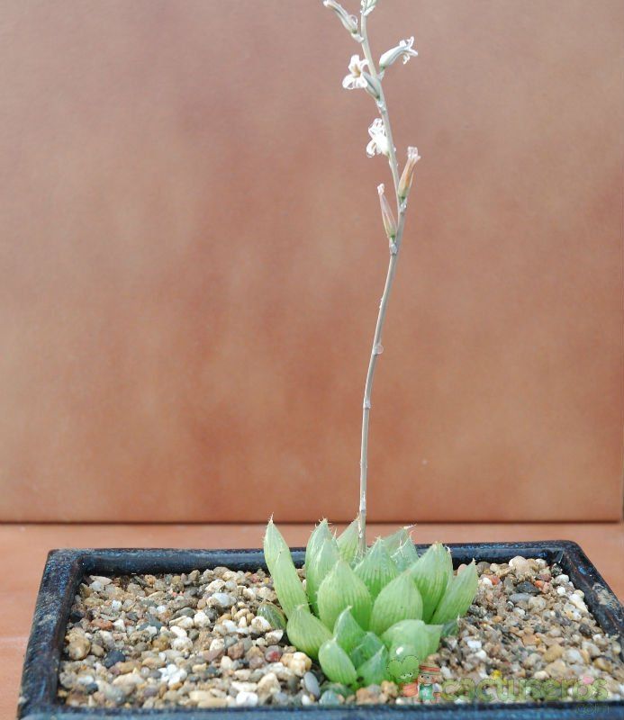 A photo of Haworthia cooperi