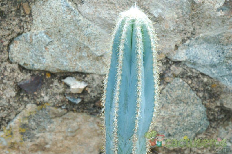 A photo of Pilosocereus pachycladus