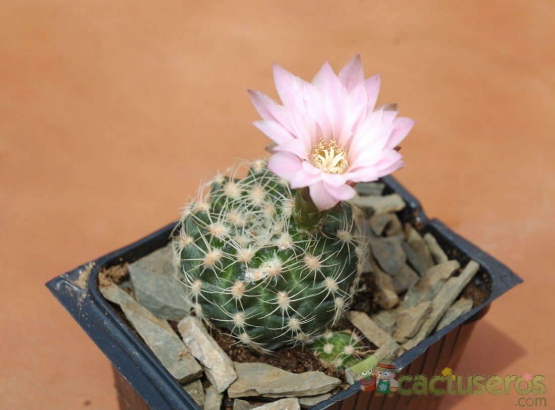 A photo of Gymnocalycium bruchii