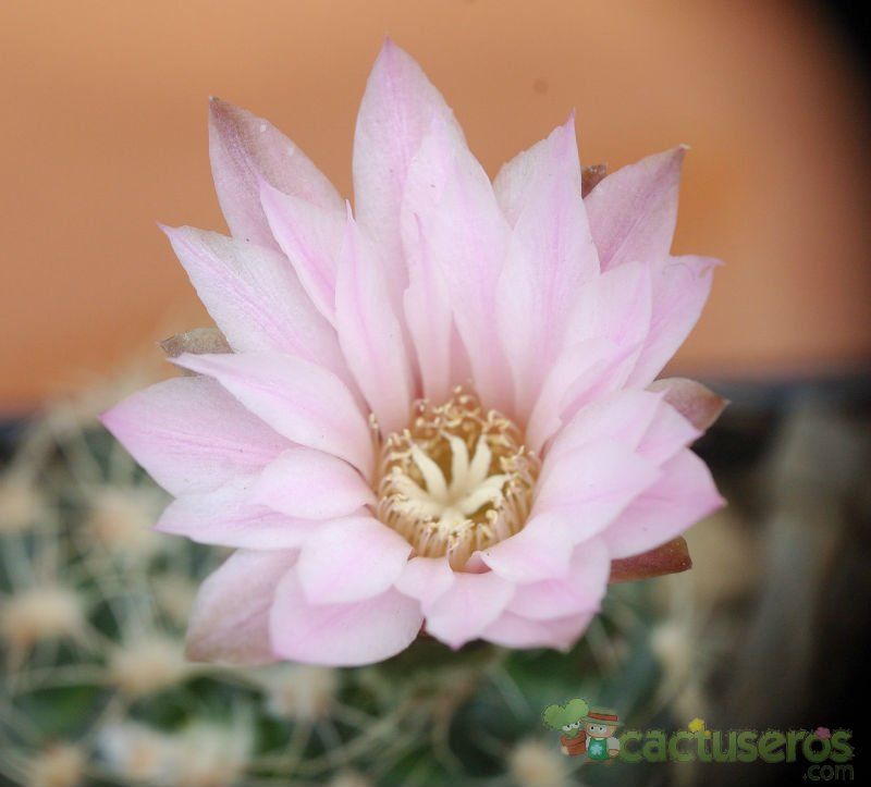 A photo of Gymnocalycium bruchii