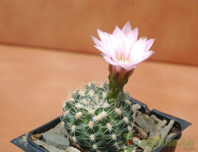 A photo of Gymnocalycium bruchii