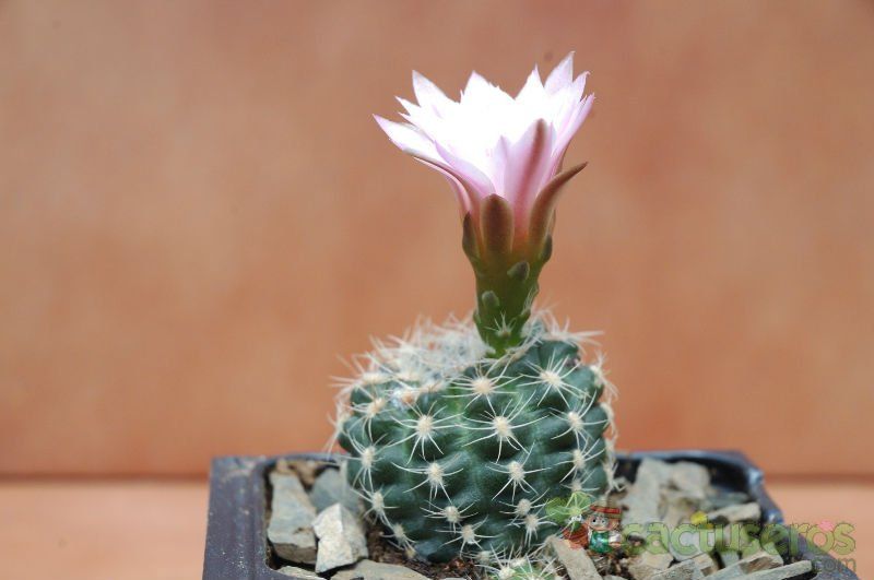 A photo of Gymnocalycium bruchii