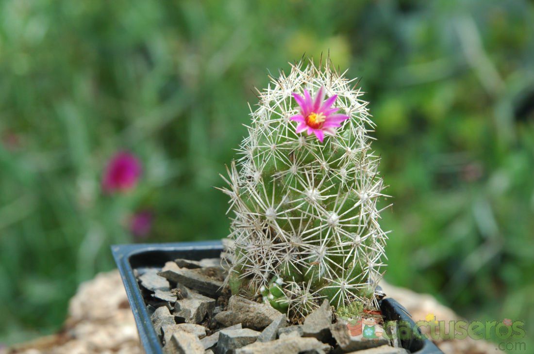 Una foto de Mammillaria sphacelata