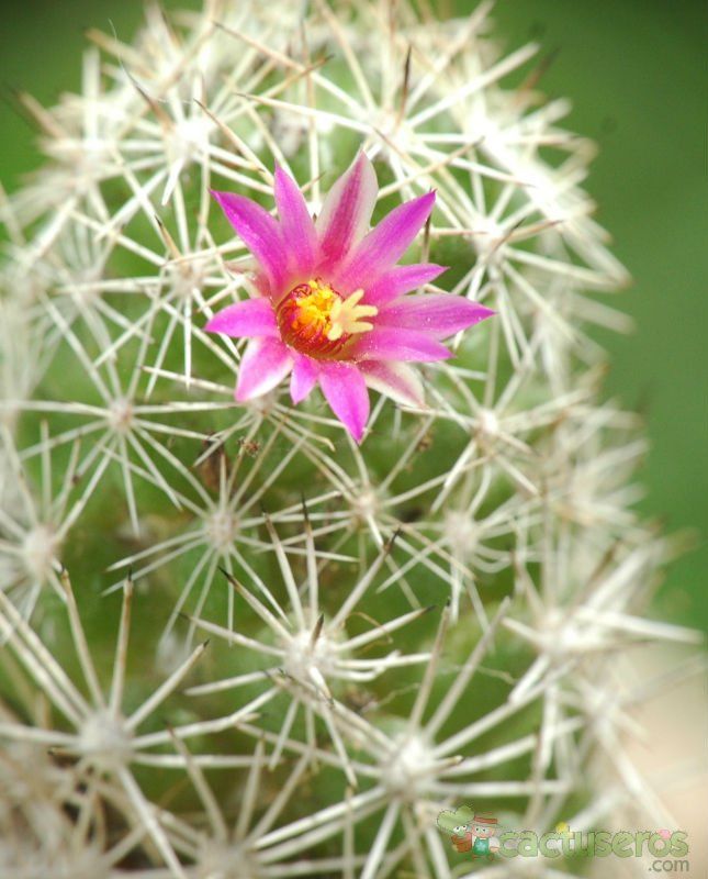 Una foto de Mammillaria sphacelata
