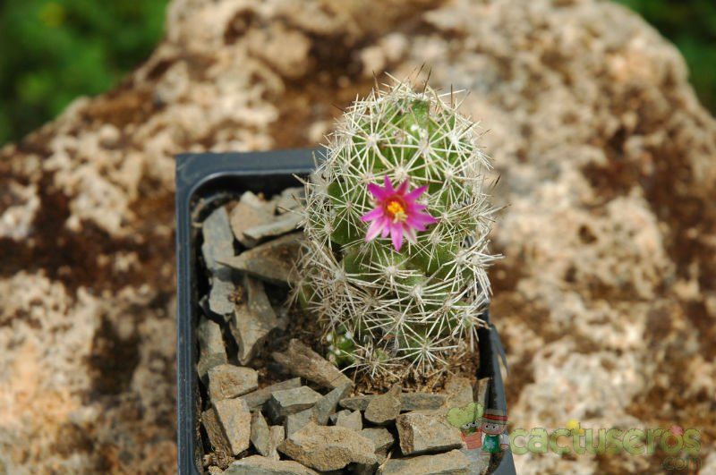 Una foto de Mammillaria sphacelata