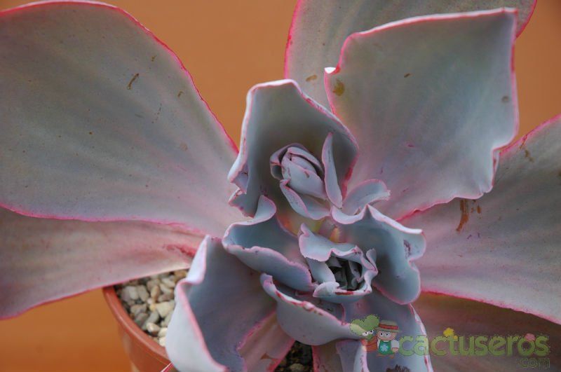 Una foto de Echeveria Afterglow (Echeveria cante x E. shaviana) (HIBRIDO)