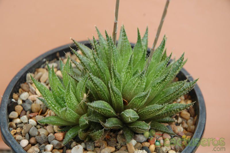 A photo of Haworthia variegata var. petrophila